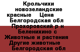 Крольчихи новозеландские красные. › Цена ­ 800 - Белгородская обл., Прохоровский р-н, Беленихино с. Животные и растения » Другие животные   . Белгородская обл.